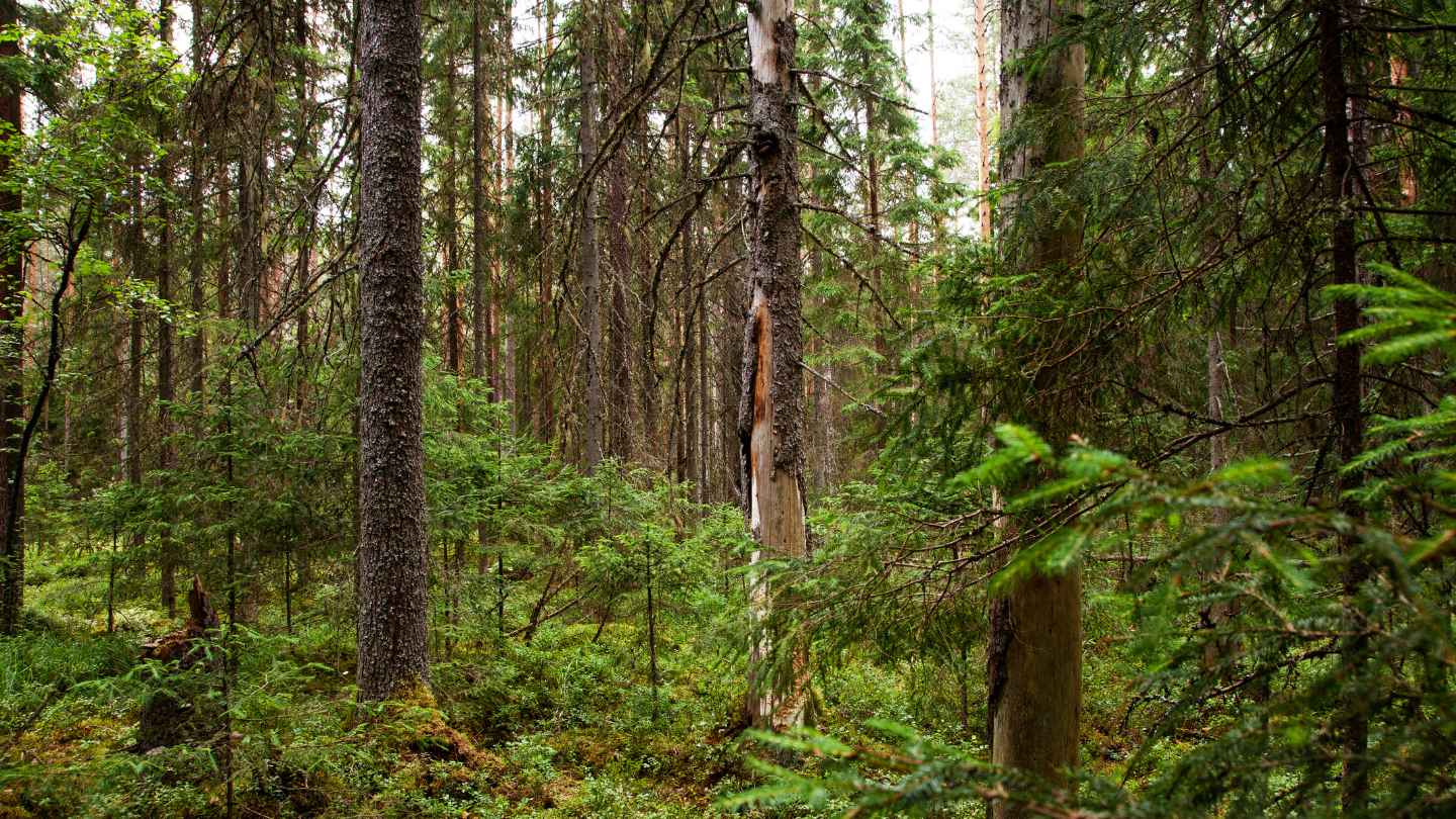 Metsa sertifitseerimine I Combiforest